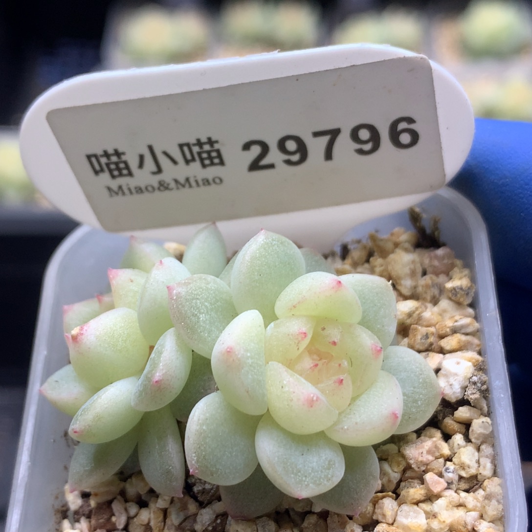 多肉植物杂交珍妮