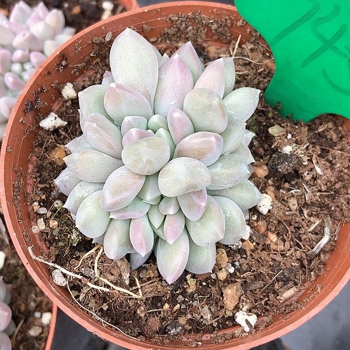 暖*多肉植物奶糖745