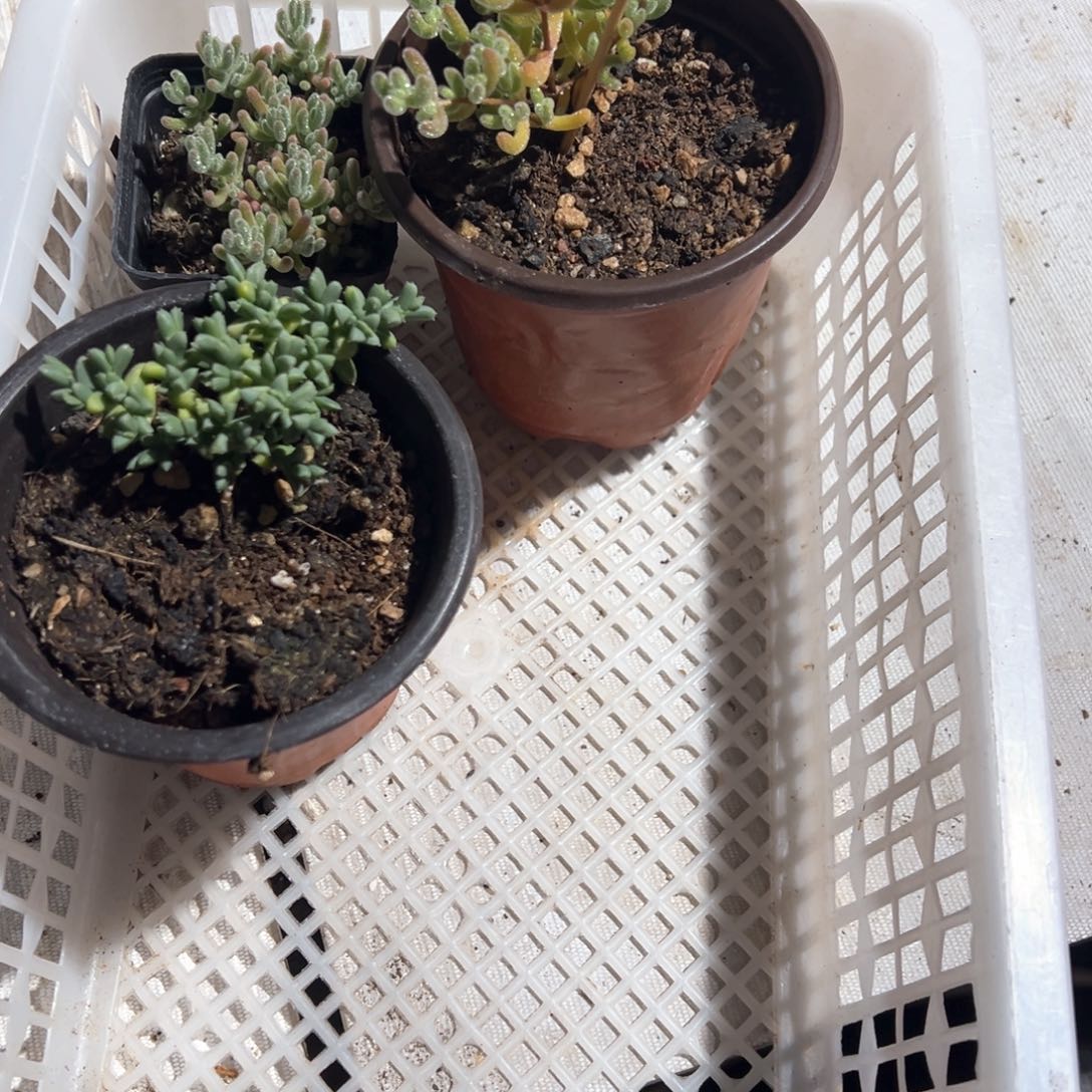 1121精品套餐老桩冰晶