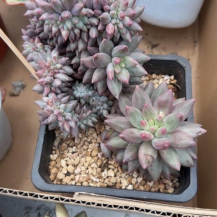 钱***了青蛙王子儿童牙膏套装11