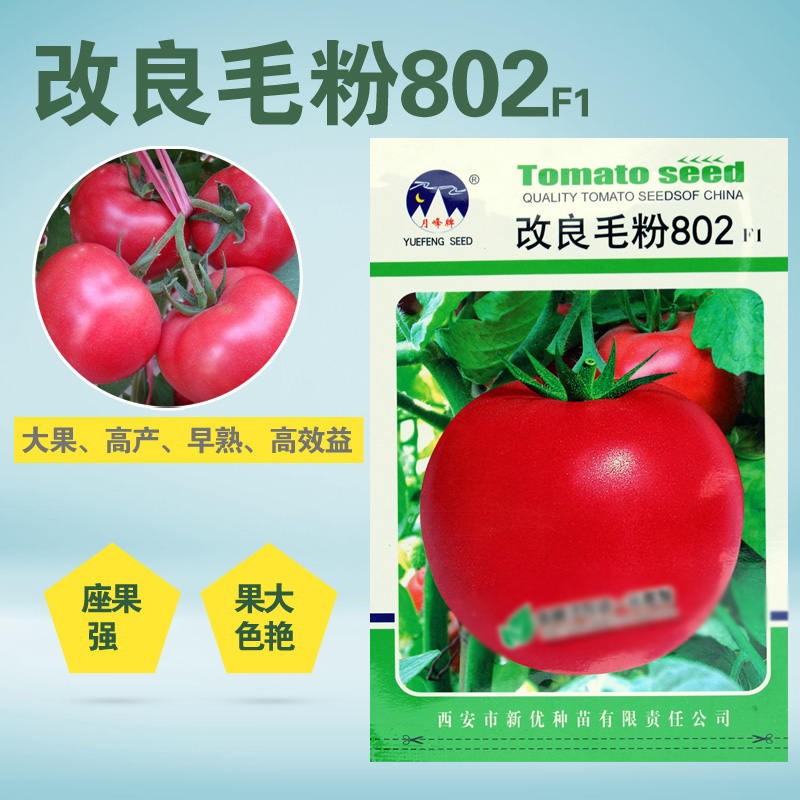 秋冬早春播高产西红柿改良毛粉802F1番茄种子蔬菜抗病毒