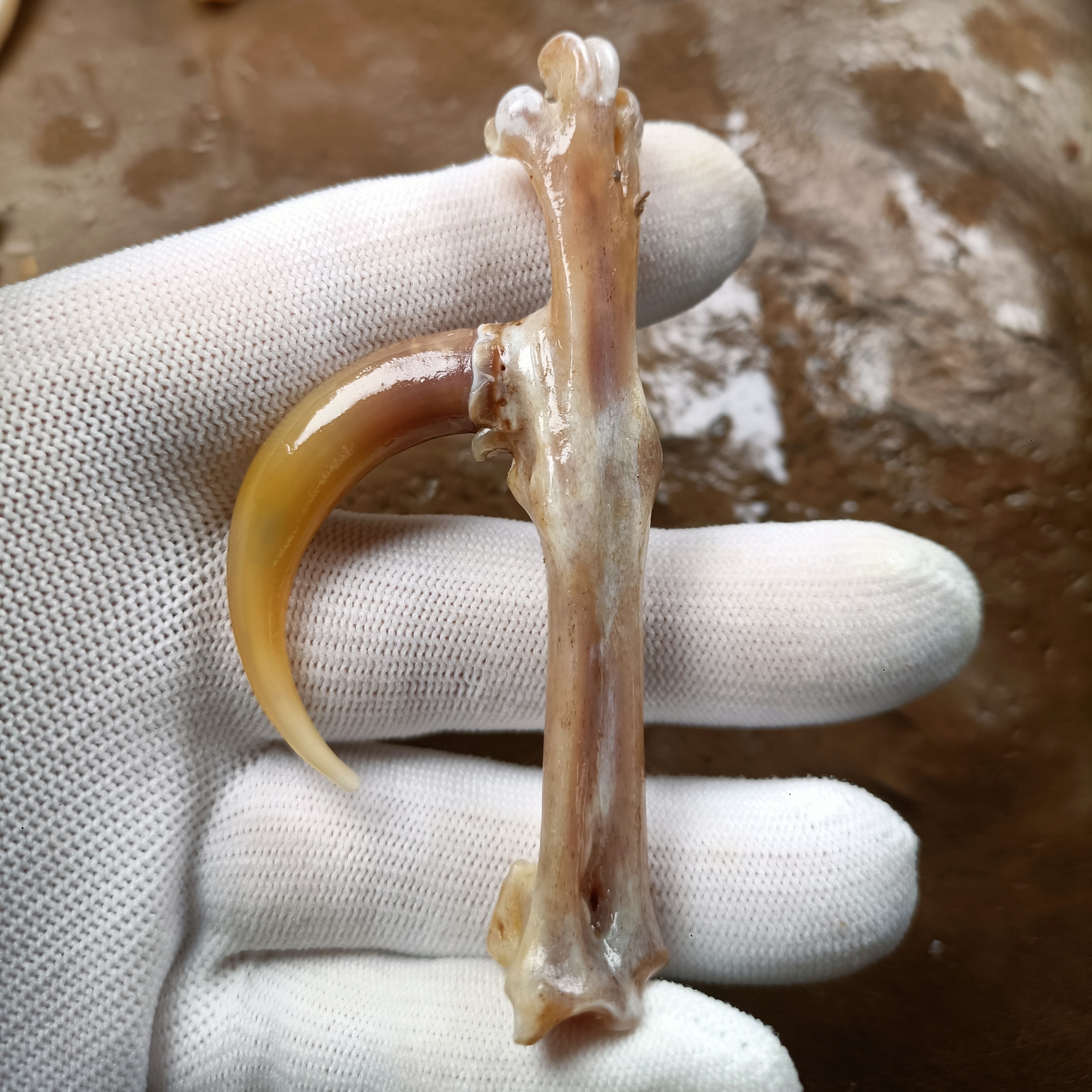 个性大弯钩鸡爪骨手把件单只