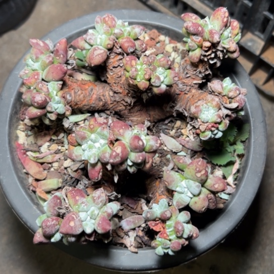 可爱的绿豆杂拇指～一物一拍7692