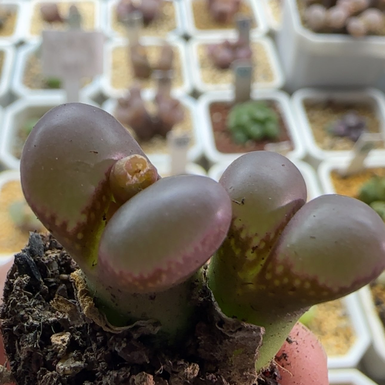 【闪购商品】0404油窗紫风铃福利