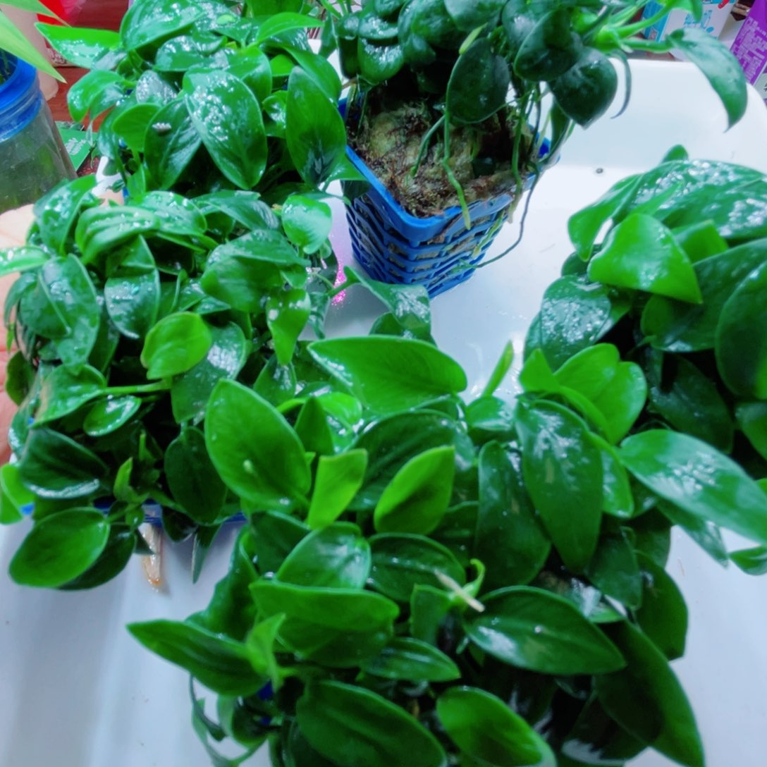 利***迷你榕贵妃榕特价