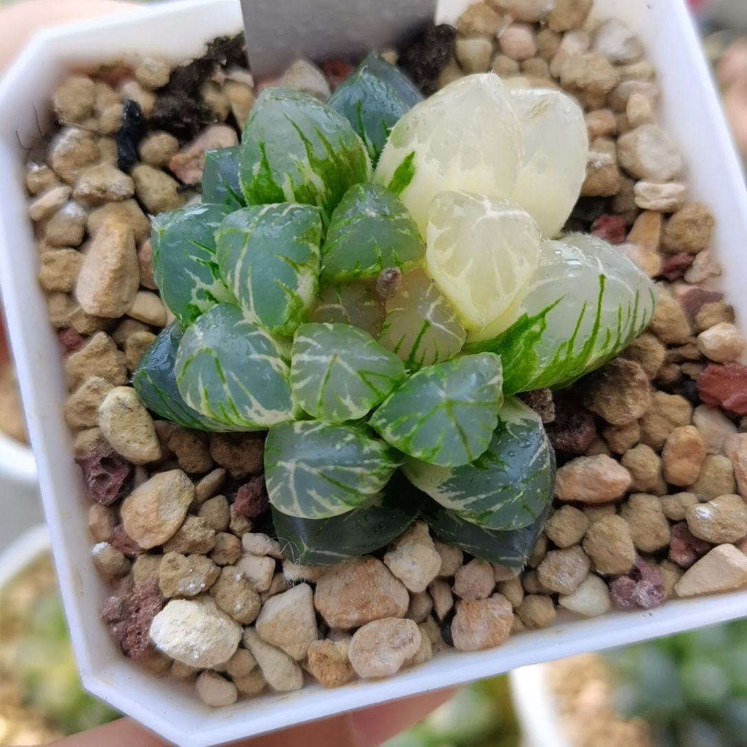 19号玉露锦一物一拍带盆土发货