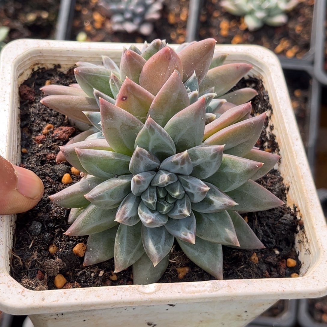 美人系多肉植物杂427