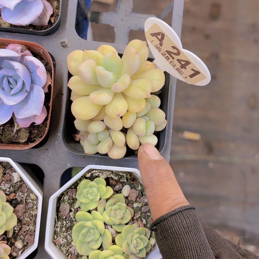 A241比尔盖茨一物一拍