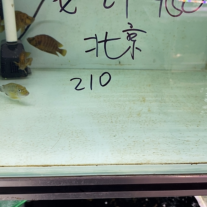 海水鱼观赏鱼观赏鱼