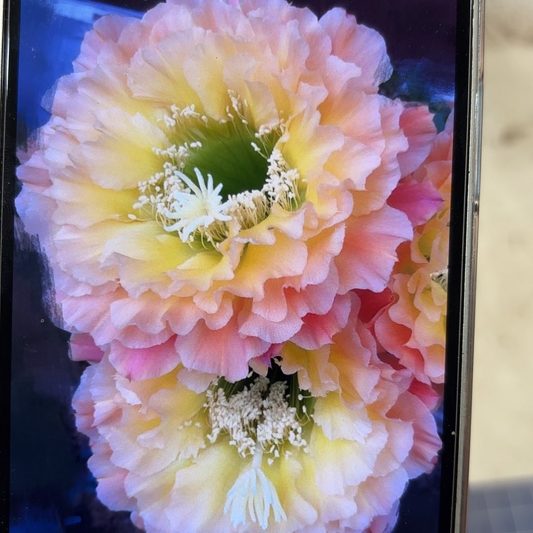 毛花柱倾城之恋5公分侧牙有气根