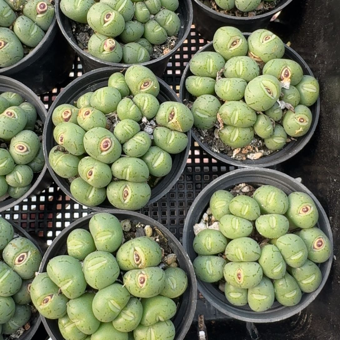 大嘴荧光玉福利一群