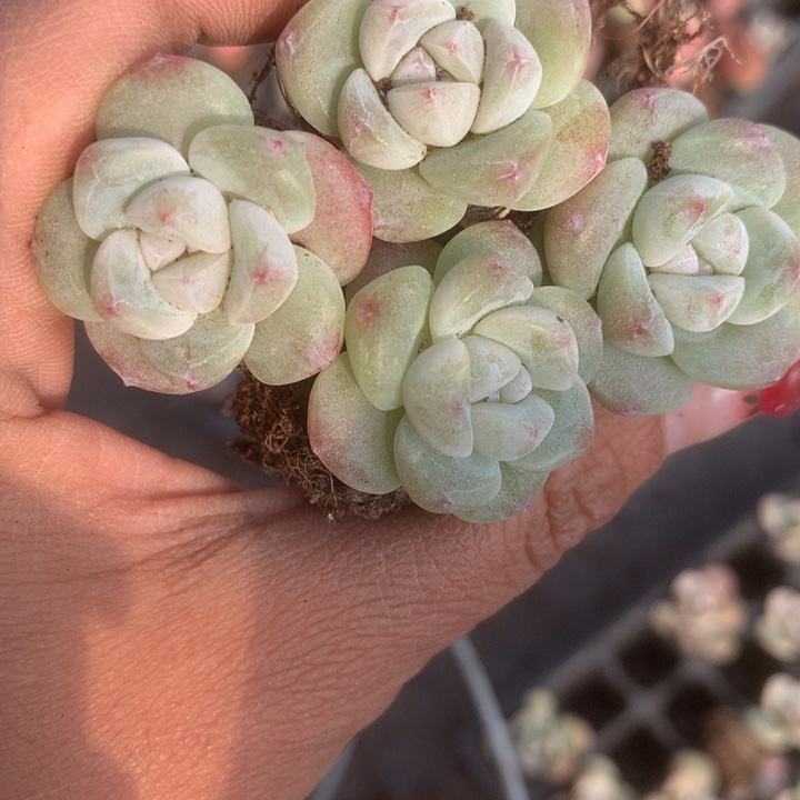 冰玉10颗。（满9.99包邮不满9.99发叶子）