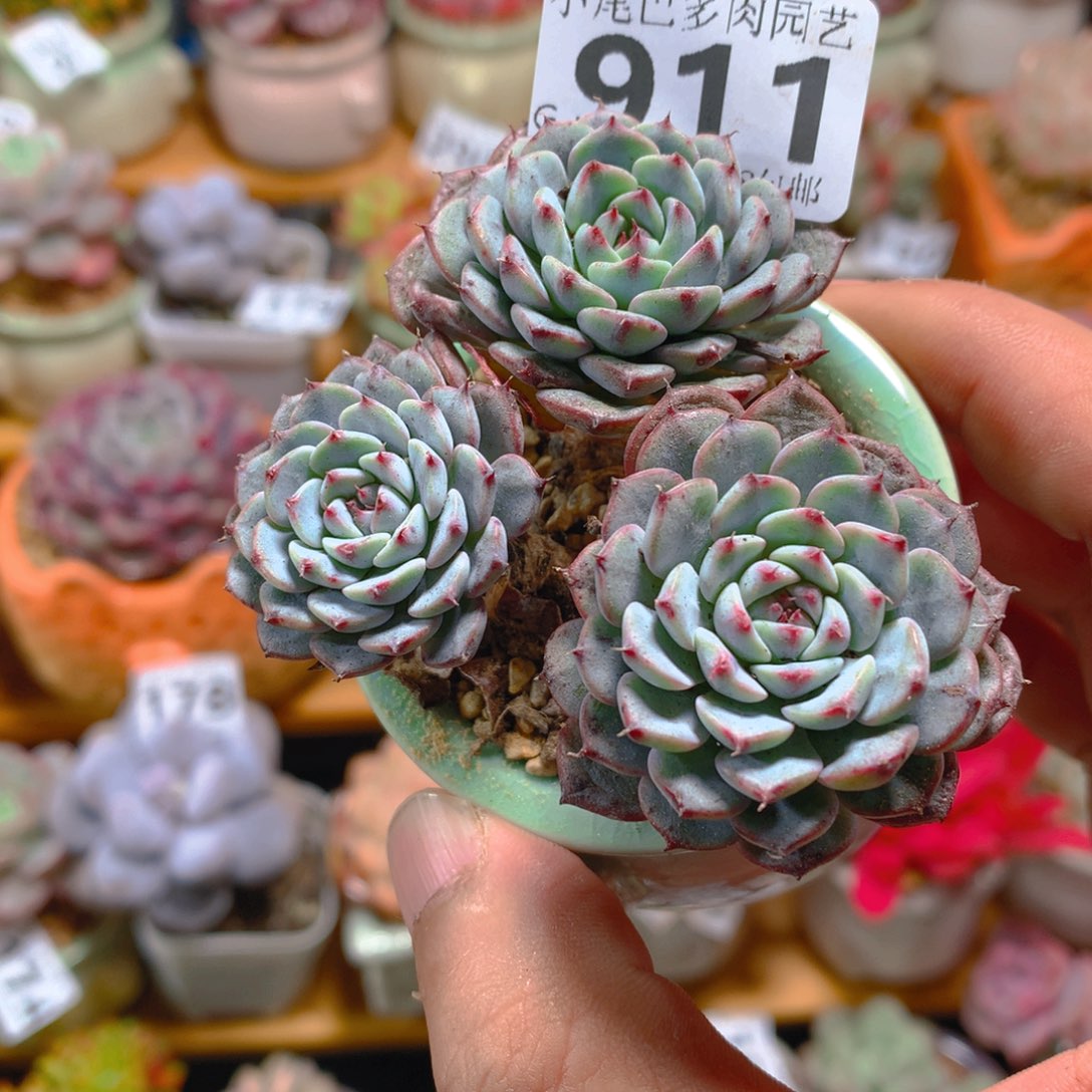 小尾巴多肉园艺5CM迷你拇指盆栽911