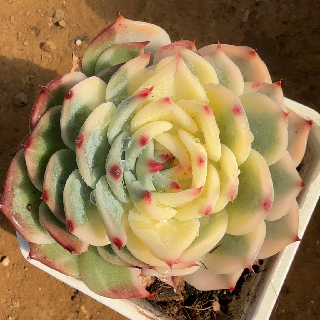 吉娃娃锦，多肉植物