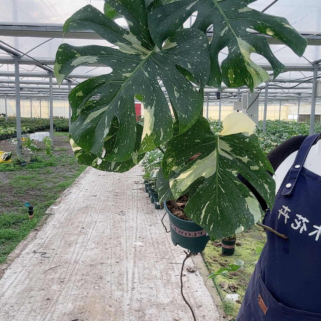 完全开放桔*洒金龟背竹