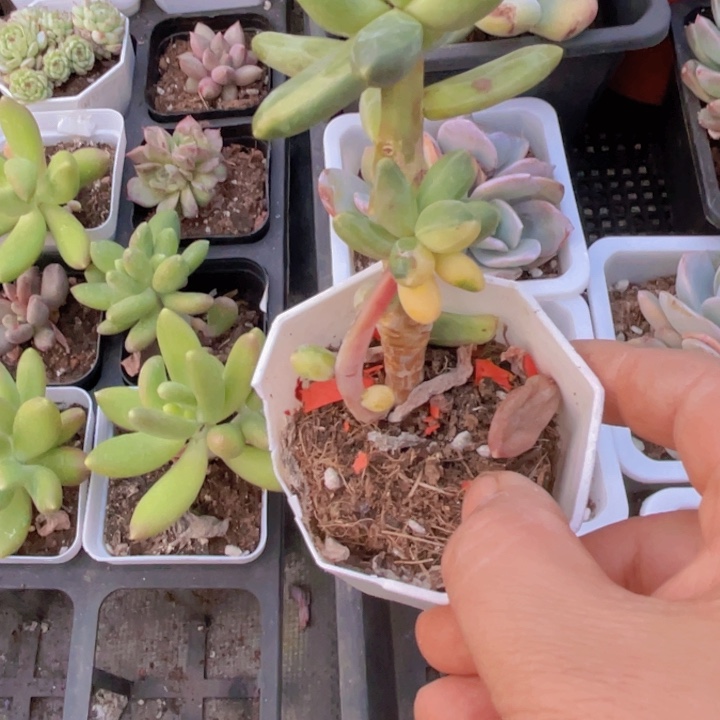 千代田锦多肉植物22