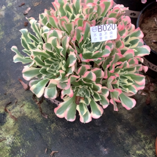 多肉植物白凤020