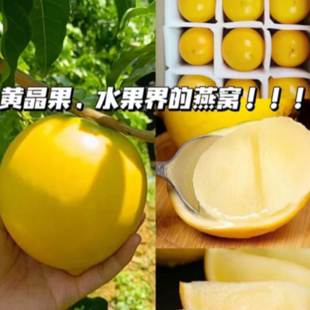 八号丰产王黄晶果树苗