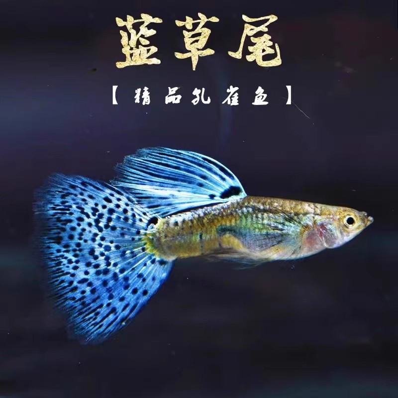 蓝草孔雀鱼小型热带鱼凤尾鱼精品兰草尾纯种淡水好养耐活