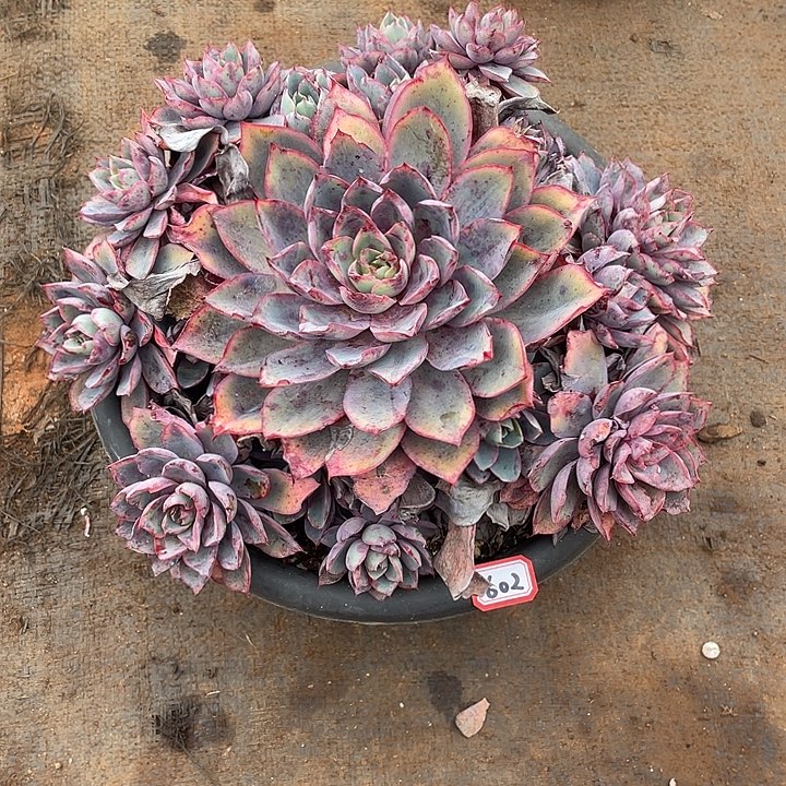 602赫拉 一物一拍多肉