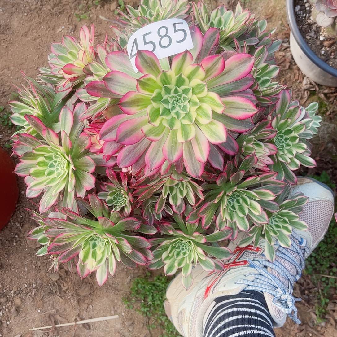 4585天和多肉植物