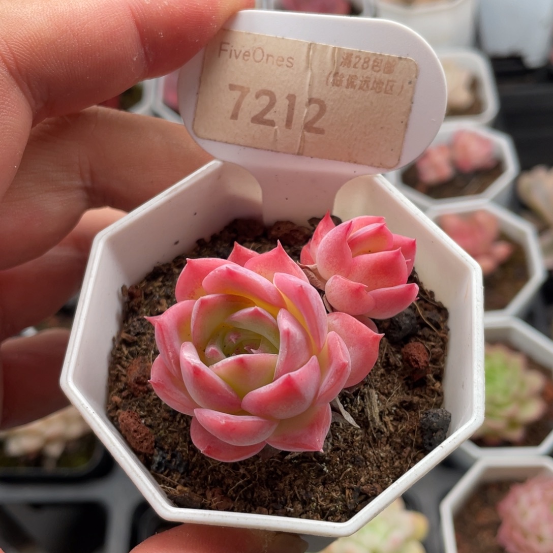 冰雪女王7212-5厘米