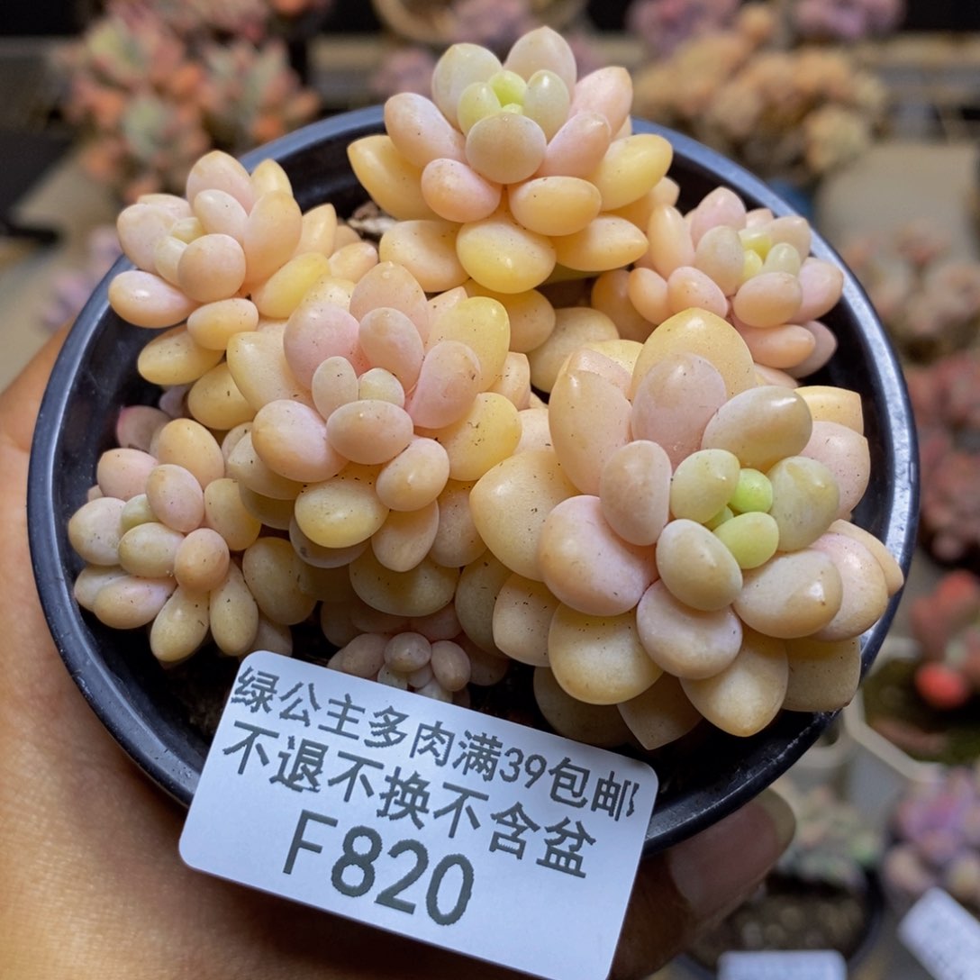 820洛可可多肉轻微掉叶