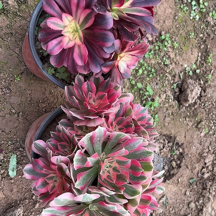 两颗一物一拍1号脱土裸根发货