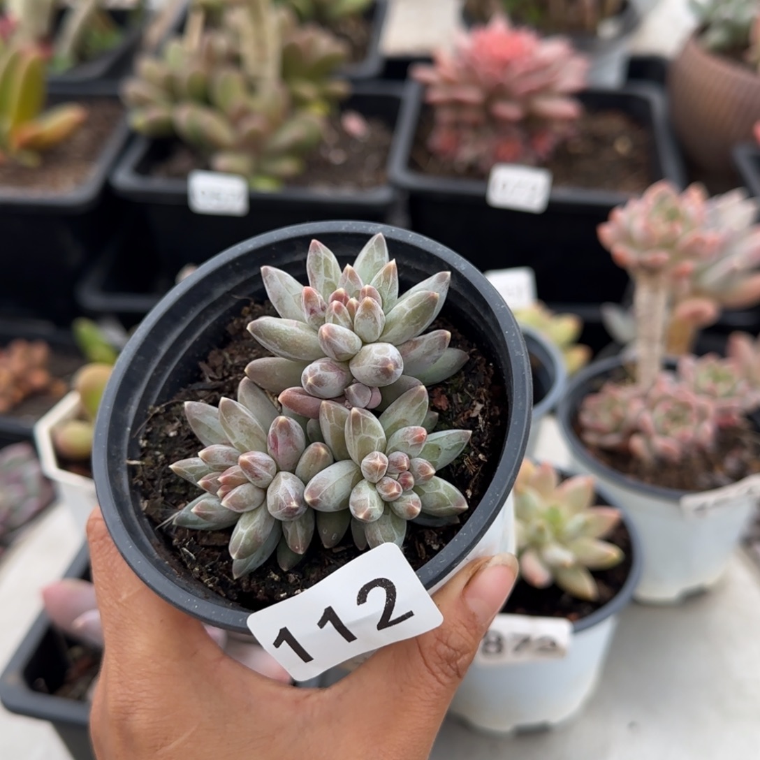 112号一物一拍一物一拍