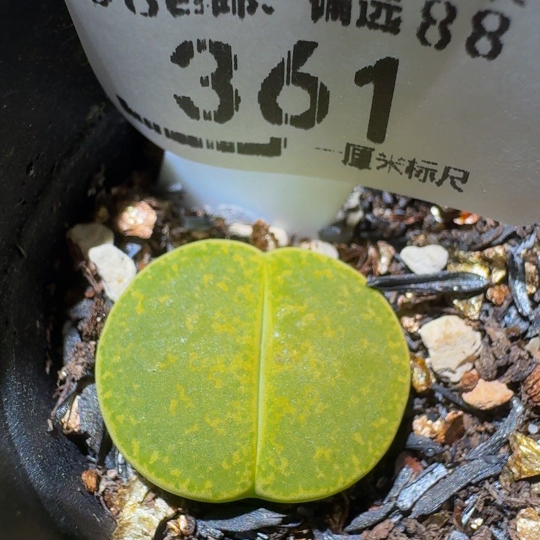 Zzzz生石花肉锥361