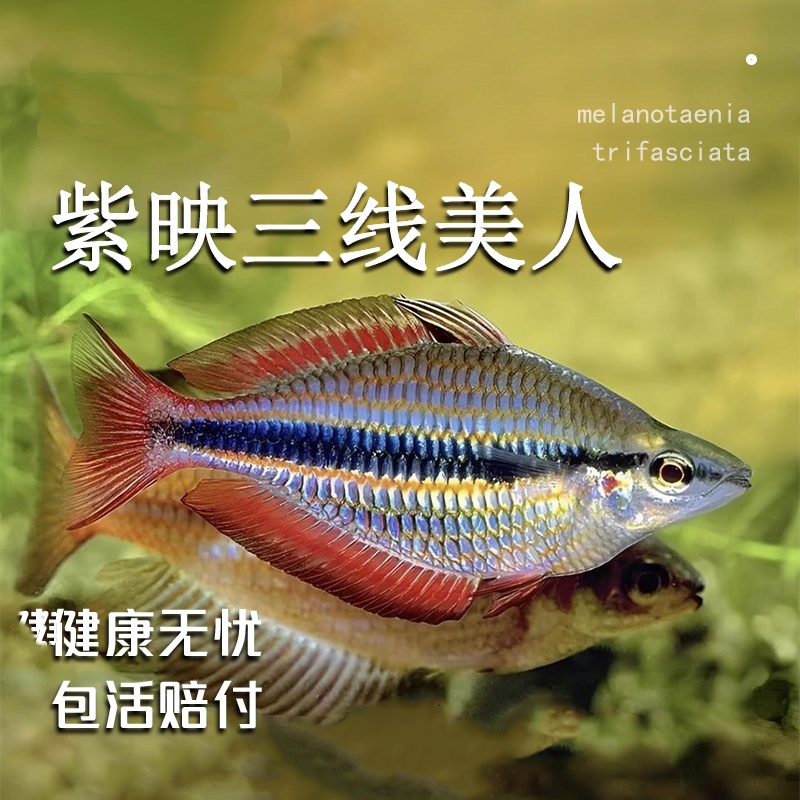 三线紫映红 美人系列好看火麒麟美人帕金森美人彩虹鱼草缸群游鱼