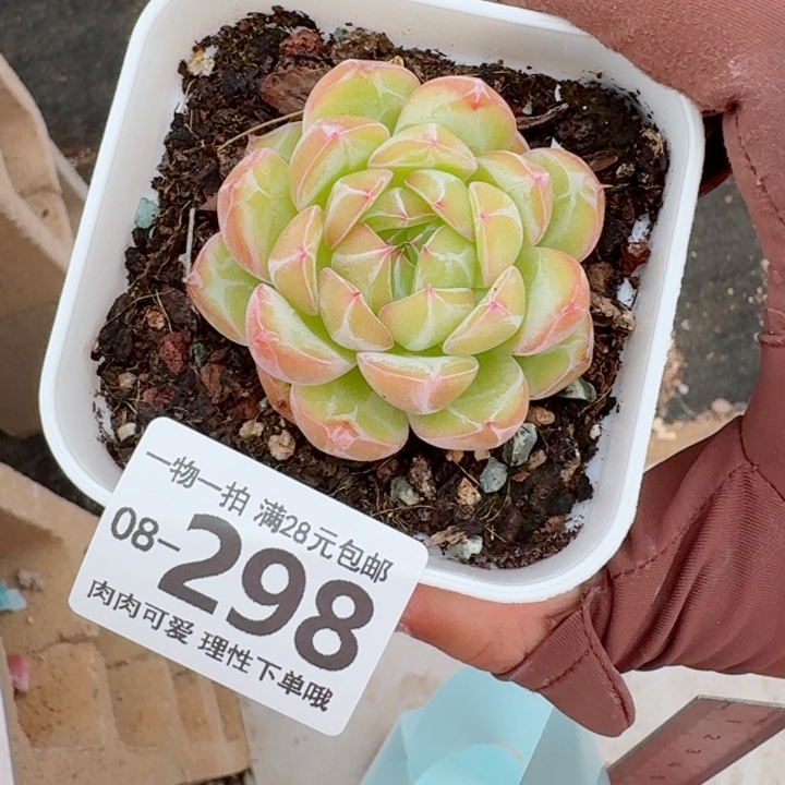 雪花珍妮多肉无盆土发货多