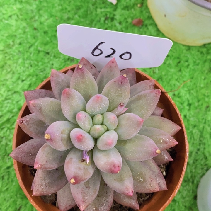 开心多肉植物多肉