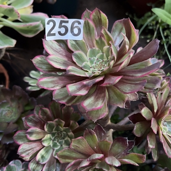 寒****赞多肉植物一个