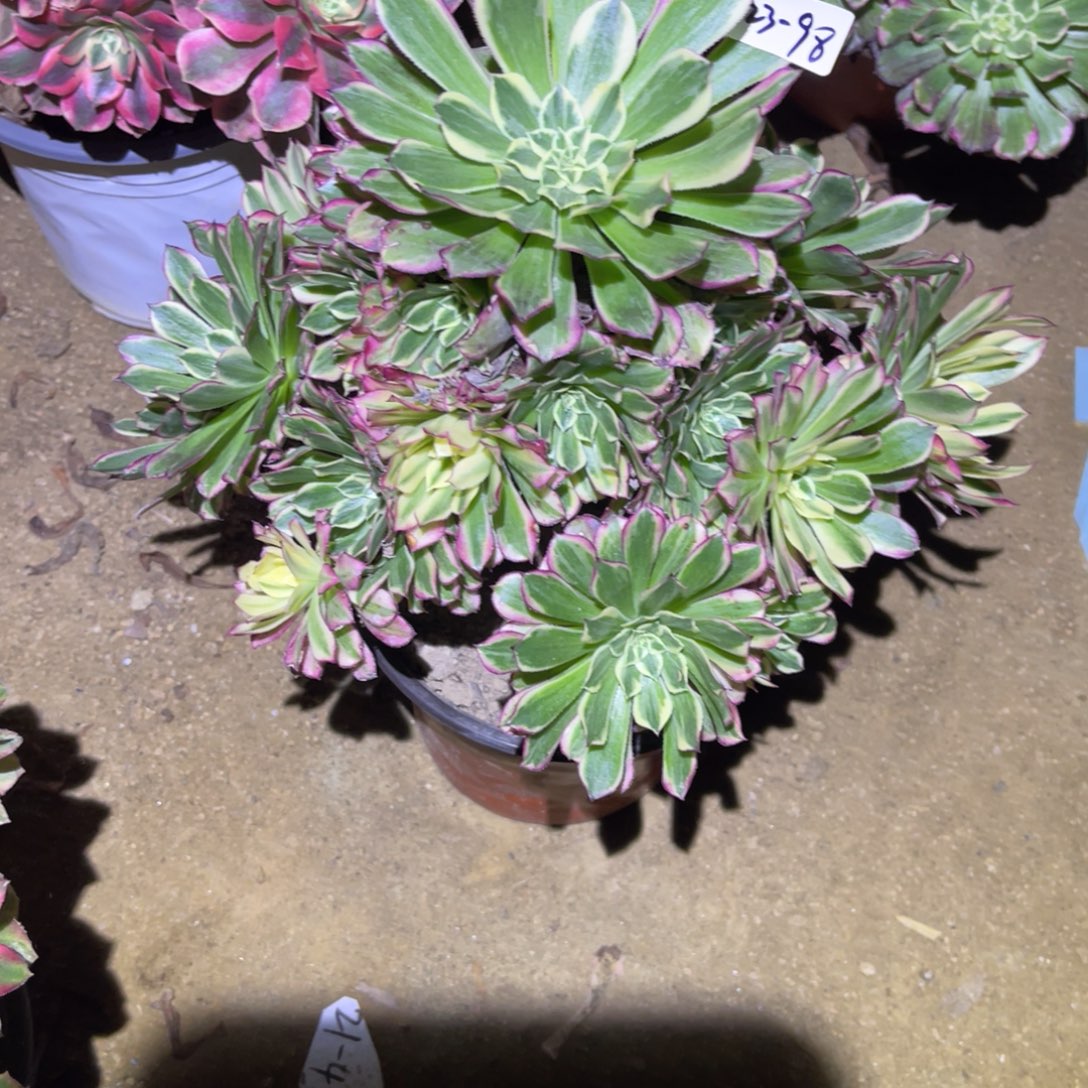 12-23-98天和法师锦