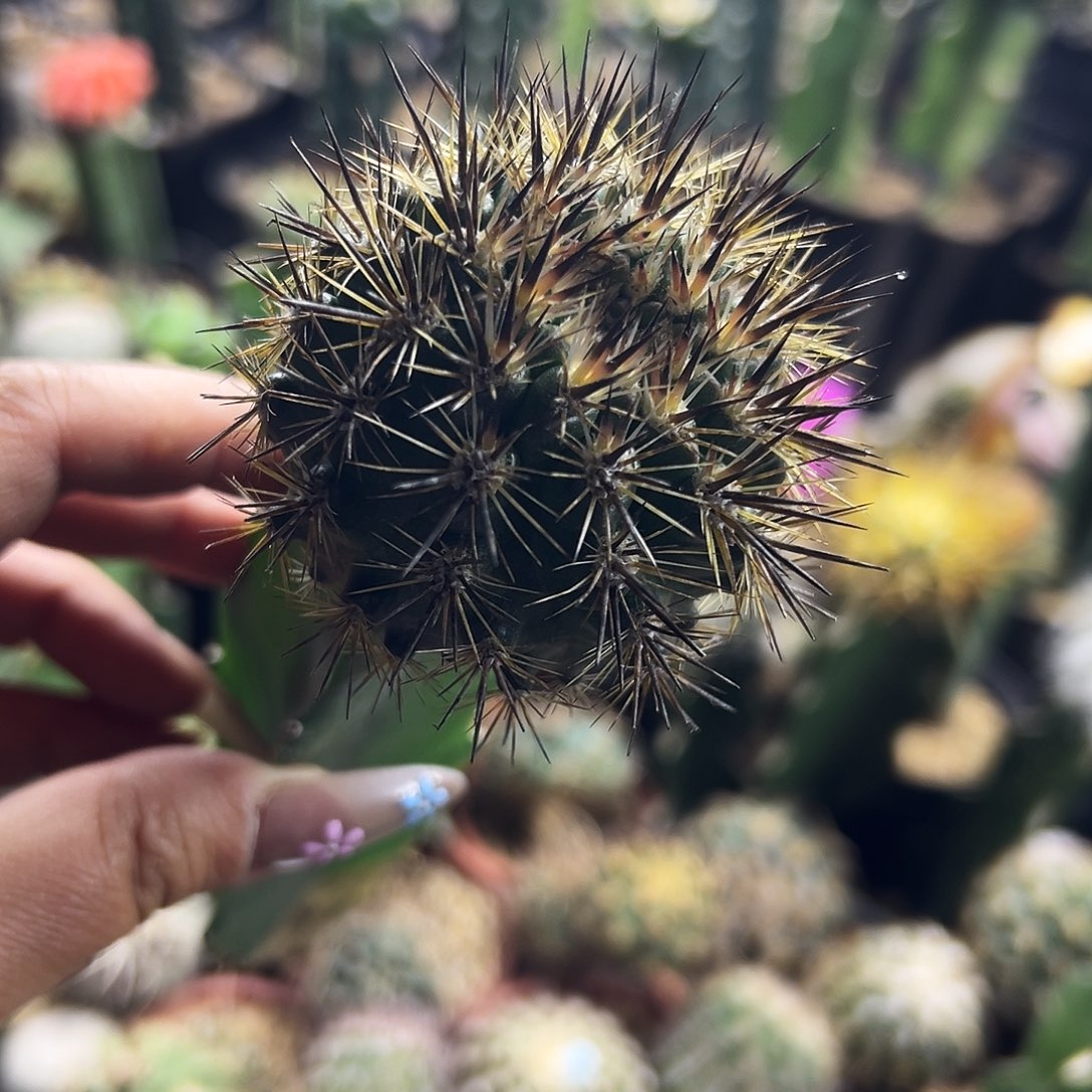 逆龙玉仙人球1111111111