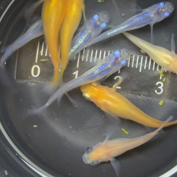 青鳉鱼混搭鱼49号