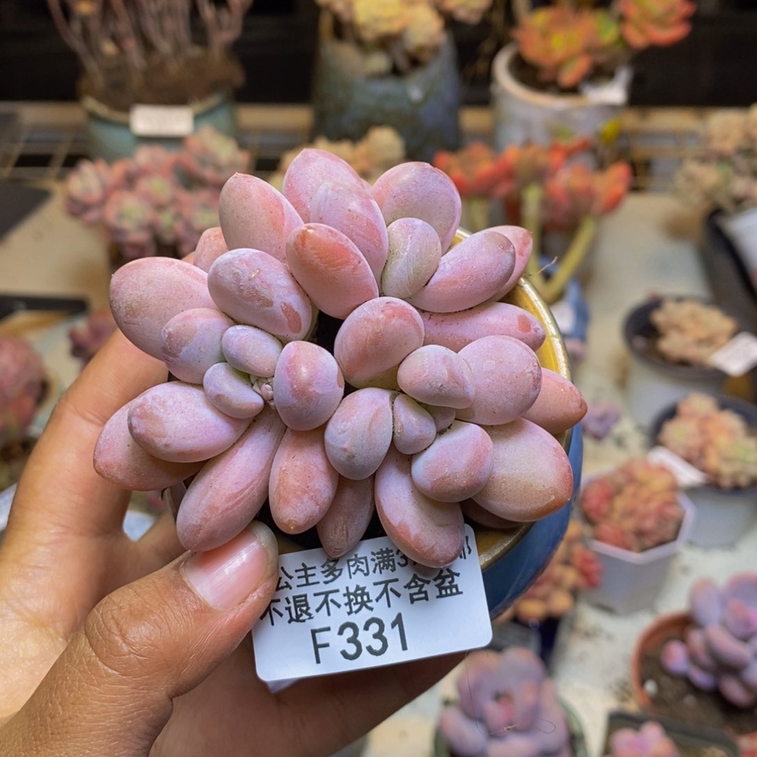 331丸叶香水多肉7c m