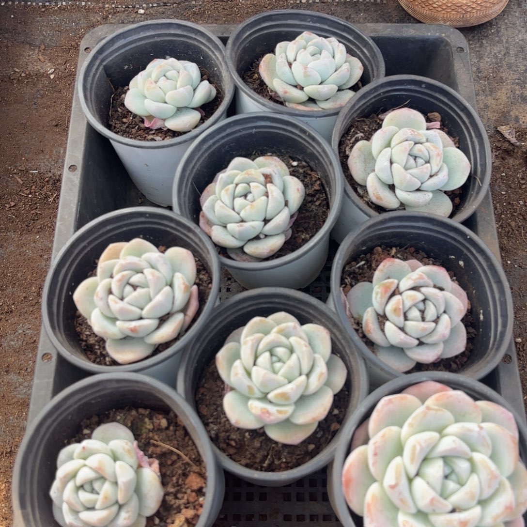 多肉植物，冰玉一筐