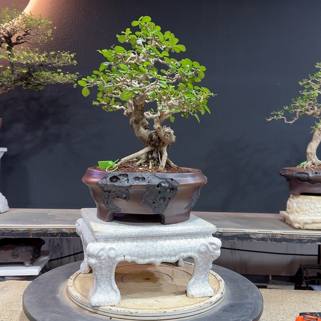 无花朵博兰博兰博兰博兰