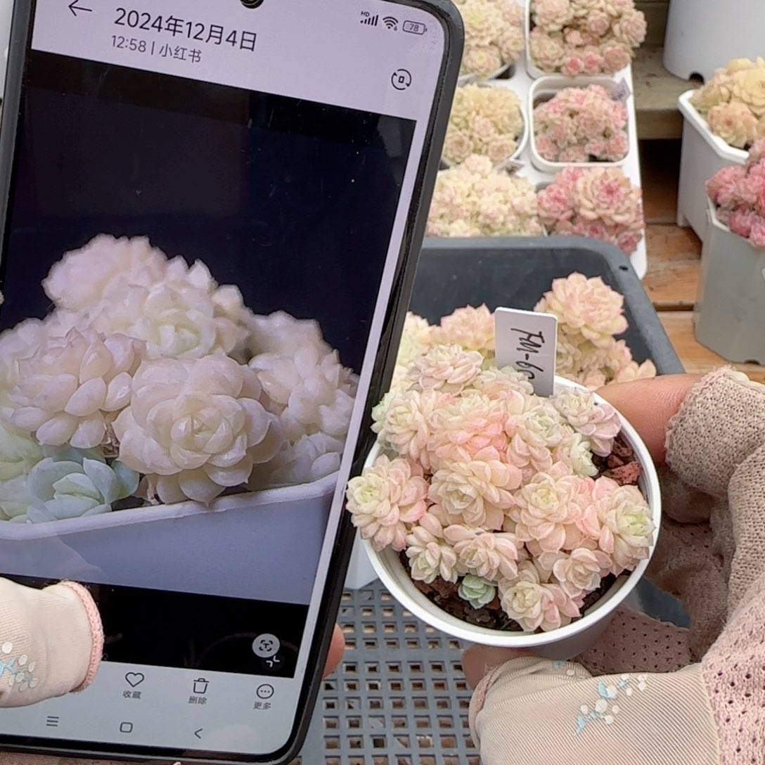 端**雪【闪购商品】0126-125（fm-60）