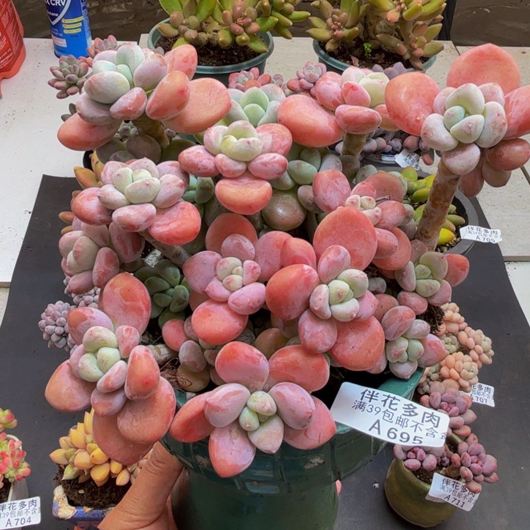 695樱花洛神15cm多肉植物