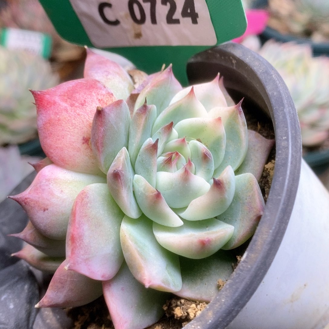 724锦锦锦锦锦锦锦