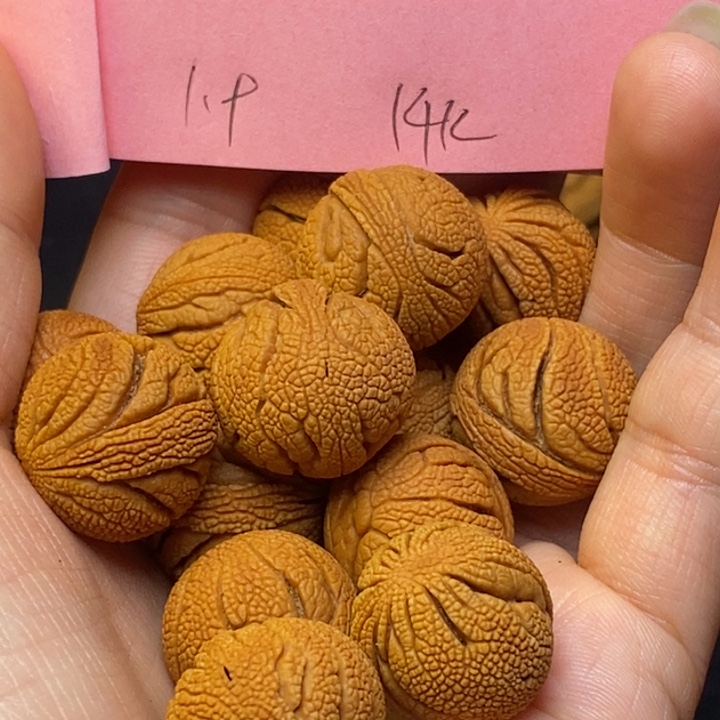 桃核吊坠秦岭龙纹桃核19尺寸