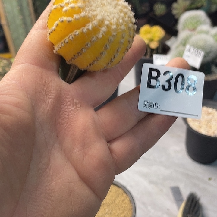 完全开放308奇特球锦
