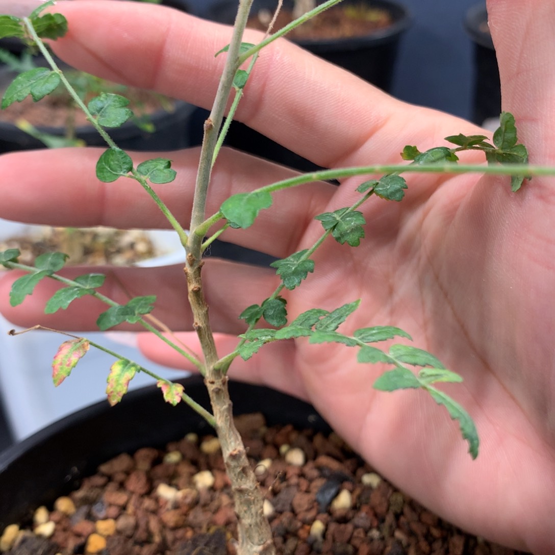 尼勒达乳香实生小苗