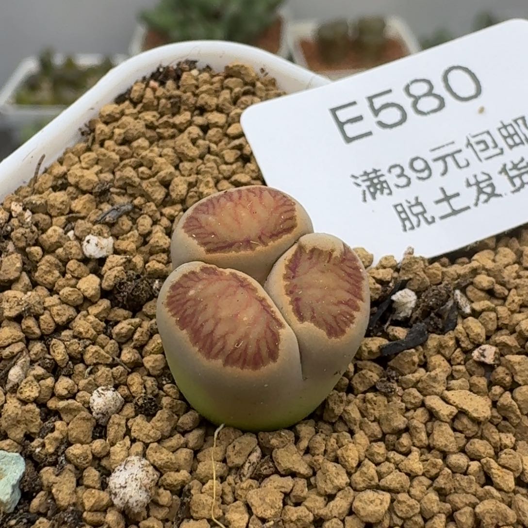 580哈哈哈哈哈哈哈多肉