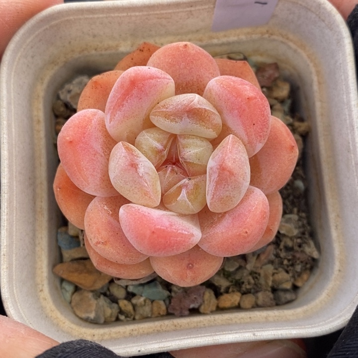 1203-606'冰玉杂多肉