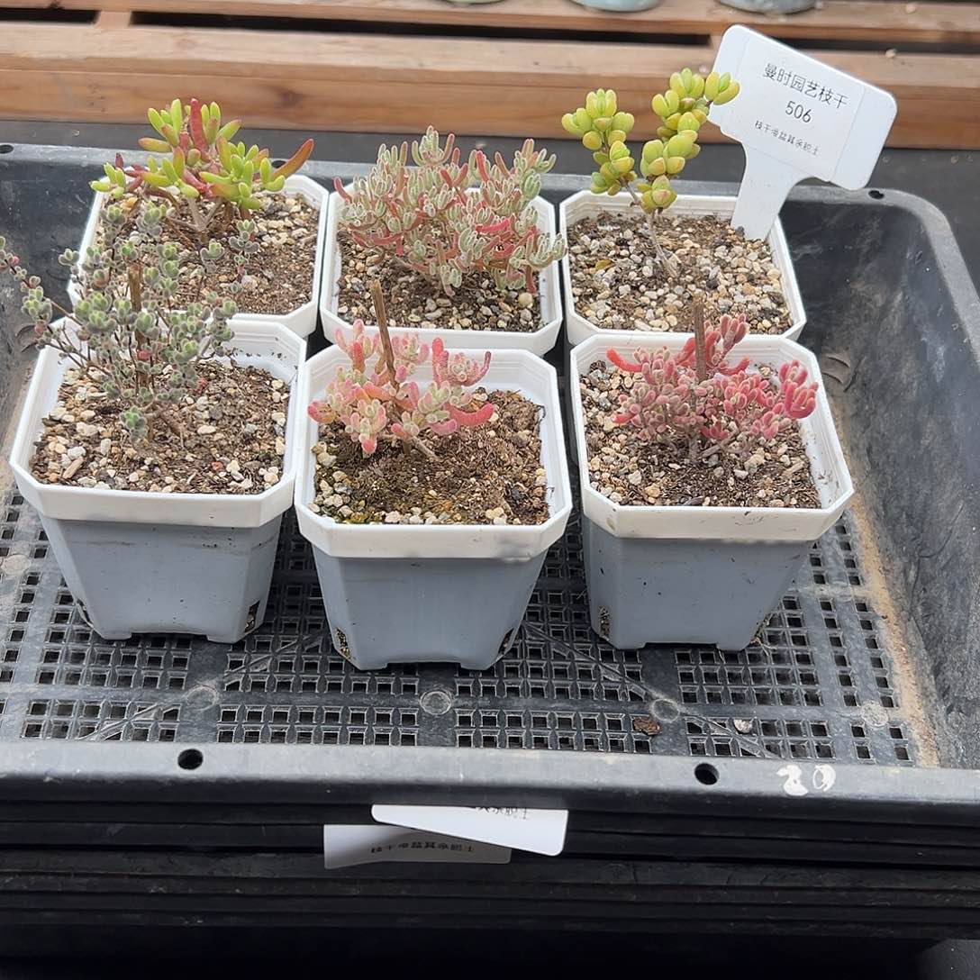 506号枝干6颗12.11多肉