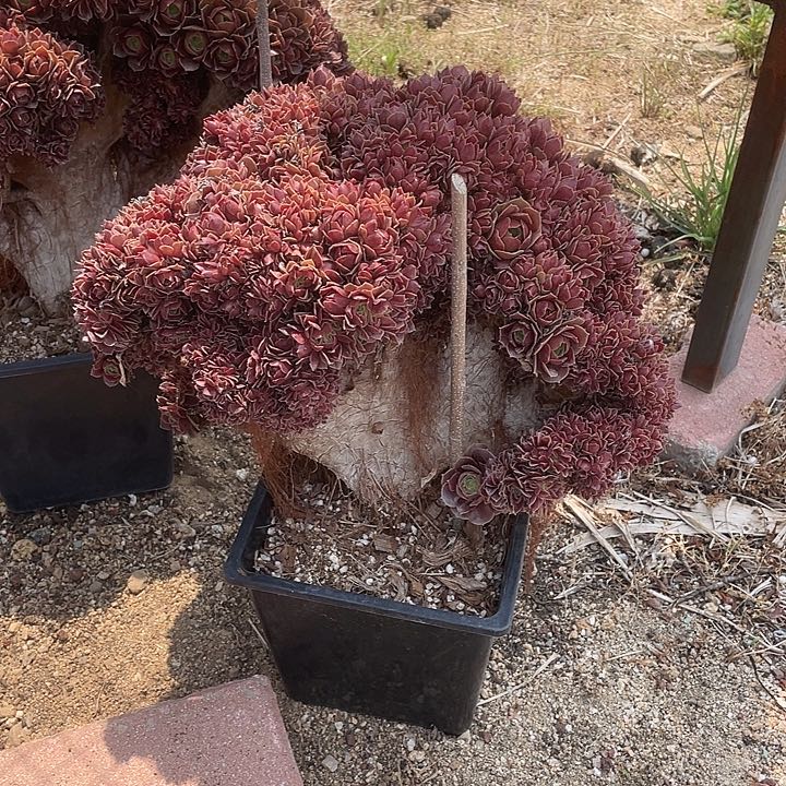 A004玫瑰自然朵朵118-1脱土包邮